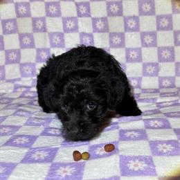 Yorkiepoo Puppies Available in Claremont, nc