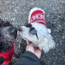Female Toy Poodle Puppy Available in Claremont, nc