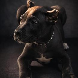 Cane Corso Puppy Luka - Champion Bloodline, Ready for a Loving Home in Anderson, in