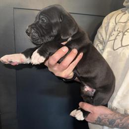 Male Great Dane Puppy Available in Greensburg, in