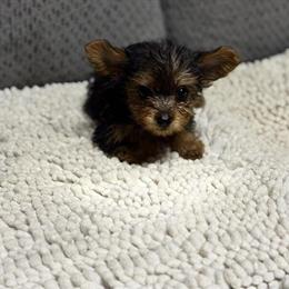 Teacup Yorkshire Terrier - One Female Left! in Selma, nc