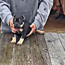 Micro Bully Puppy Available in Selma, nc