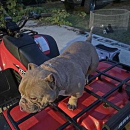 Micro Bully Stud Available - Proven Producer in Selma, nc