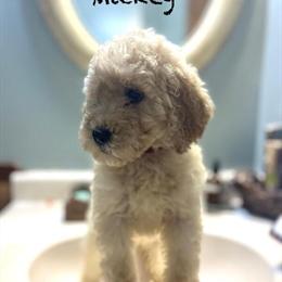 4 Month Old Golden Doodles Ready for New Homes in Cambridge, mn