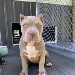American Bully Puppies Available - Price Drop! in Sanford, nc