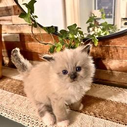 Ragdoll Male Kitten Available in Huntington, in