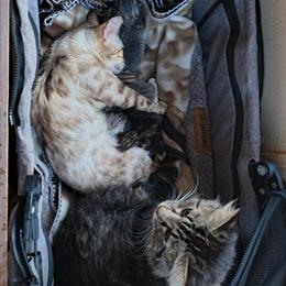 Maine Coon and Bengal Kittens for Sale in Detroit, mi