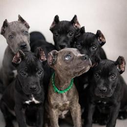 Cane Corso Puppy from Champion Bloodline Available Now in Anderson, in