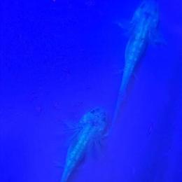 Baby axolotls available - glowing GFP and pink Lucy in Greensboro, nc