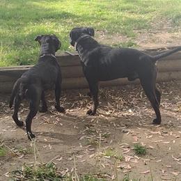 Staffordshire Bull Terrier Puppies Available in Washington, dc