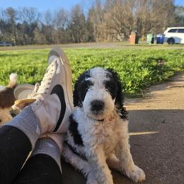 Mini Sheepadoodle Puppy - Playful and Sweet in Weaverville, nc