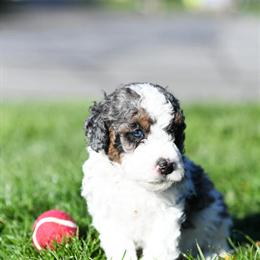 Mini Sheepadoodle x Mini Goldendoodle Puppy Available in Weaverville, nc