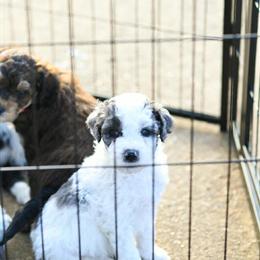Mini Sheepadoodle x Mini Goldendoodle Puppy for Adoption in Weaverville, nc