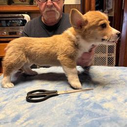 Red Male Corgi Available in Paw Paw, mi