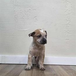 Heeler Male Puppy, 7 Weeks Old in Grand Rapids, mi