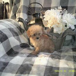 Toy Poodle Puppies Available in Jackson, ky