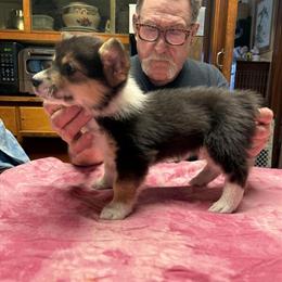 Tri Female Corgi Available in Paw Paw, mi