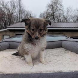 Shetland Sheepdog Puppies for Sale in Standish, mi