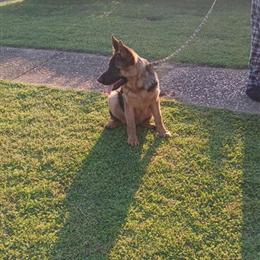 German Shepherd Puppy for Sale in Birmingham, al