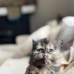 Persian Kittens with Exotic Faces Available in Buffalo, ny