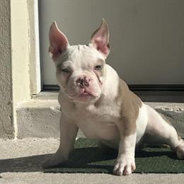Micro American Bully for Sale in Orlando, fl