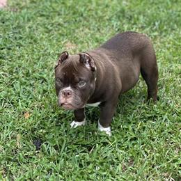 Chocolate Bully with Full Tail in Orlando, fl