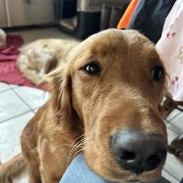 3.5 Year Old Female Golden Retriever for Rehoming in Midland, mi