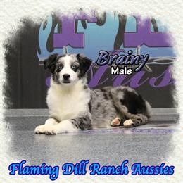 Mini Australian Shepherd Puppies from Elite Grand Champion Parents in Denton, tx
