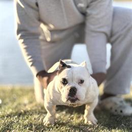 Female Bully for Adoption in Indianapolis, in