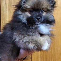 Male Pomeranian Ready for Adoption in Friendship, wi