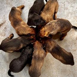 Belgian Malinois Puppies from Working Line Available in Orlando, fl