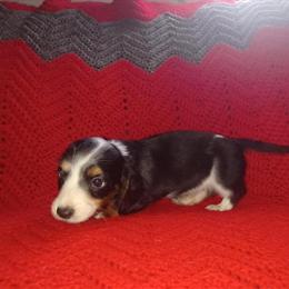 Male Long Hair Tri Color Puppy in Mansfield, oh