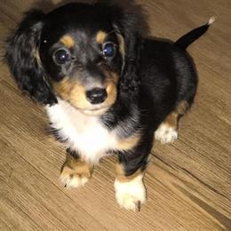 Dachshund - Long Hair Tri-Color Female in Mansfield, oh