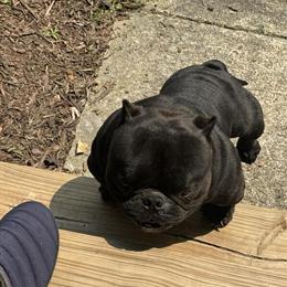 American Bully Stud Service - REDRUM Bloodline in Rome, ga