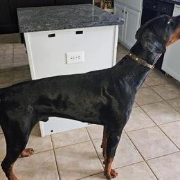 Trained 3-Year-Old Male Doberman from Championship Lines in Kalamazoo, mi