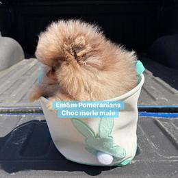 Chihuahua Merle Boy Available for Pet Home in Danville, ky