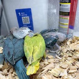 Hand Fed Indian Ring Neck Birds for Sale in Miami, fl