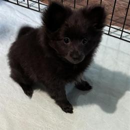 CKC Pomeranian Female Ready for a New Home in Glasgow, ky