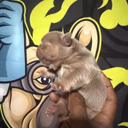 French Bulldog Puppies in Rojo Tan in Charlotte, nc