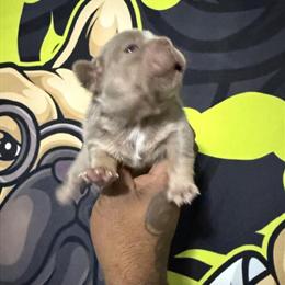 French Bulldog Puppies for Sale in Charlotte, nc