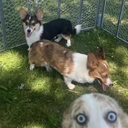 Corgi Male Pup Available in Chagrin Falls, oh