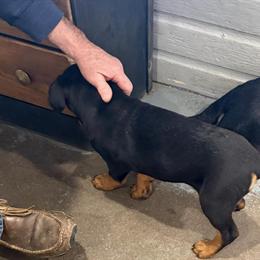 Male AKC Rottweiler Puppy Ready for Forever Home in Brighton, co
