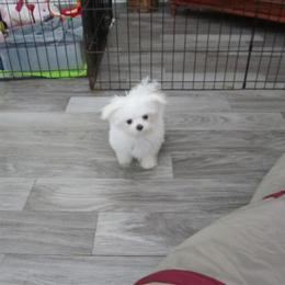 Maltese Puppies from Champion Bloodlines in North Fort Myers, fl