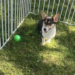 Corgi Puppies: Blue Merle and Tan & White Males Ready for Homes in Chagrin Falls, oh