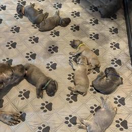 Cane Corso Puppies from Champion Bloodlines in Vineland, nj