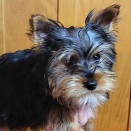 Male Yorkshire Terrier Puppy Ready Now in Friendship, wi