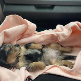 Female Dapple Dachshund Puppy Available in Findlay, oh