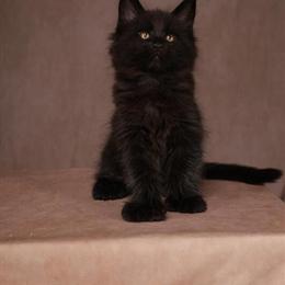 Maine Coon Kittens Ready for Reservation in Elk Grove, ca