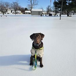 Labrador Retriever Stud Services Available in Baltimore, md