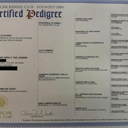 English Bulldog Stud Service - Proven Chocolate Tri Carrier in Woodbridge, va